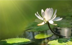 Obraz na stenu ZS - bez pomeru strán