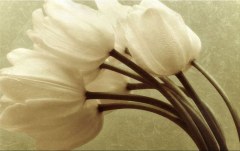 Obraz na stenu ZS - bez pomeru strán