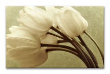 Tulipány Obraz zs345