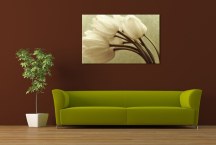 Tulipány Obraz zs345