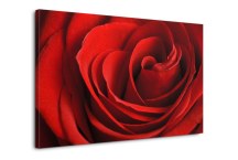 Obraz Ruža červená zs348