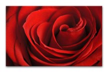 Obraz Ruža červená zs348
