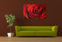 Obraz Ruža červená zs348