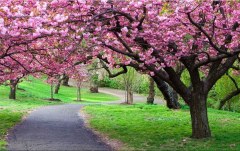 Obraz na stenu ZS - bez pomeru strán