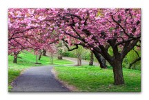 Obraz Rozkvitnutý Strom zs394