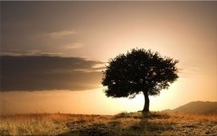 Obraz na stenu ZS - bez pomeru strán