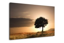 Príroda Obrazy - Strom zs395