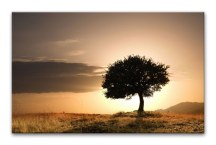 Príroda Obrazy - Strom zs395