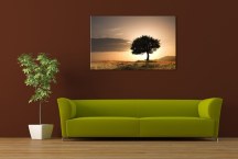 Príroda Obrazy - Strom zs395