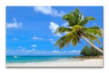 Obraz Palma a Pláž zs404