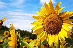 Obraz na stenu ZS - bez pomeru strán