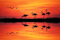 Obraz na stenu ZS - bez pomeru strán