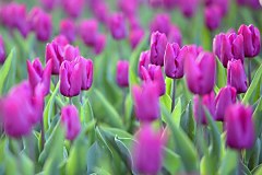 Obraz na stenu ZS - bez pomeru strán