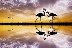 Obraz na stenu ZS - bez pomeru strán