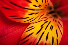 Obraz na stenu ZS - bez pomeru strán