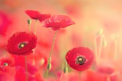 Obraz na stenu ZS - bez pomeru strán