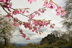 Obraz na stenu ZS - bez pomeru strán