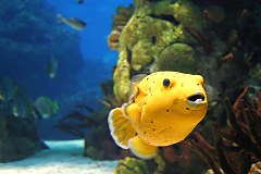 Obraz na stenu ZS - bez pomeru strán