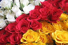 Obraz na stenu ZS - bez pomeru strán