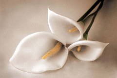 Obraz na stenu ZS - bez pomeru strán