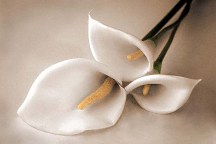 Obraz Kvet Kala zs4378