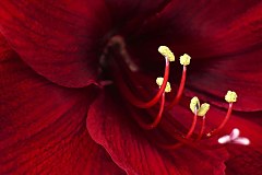 Obraz na stenu ZS - bez pomeru strán