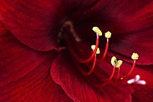 Obraz Bordový Kvet zs4687