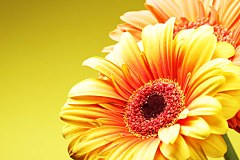 Obraz na stenu ZS - bez pomeru strán