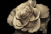 Obraz Ruža  zs5272
