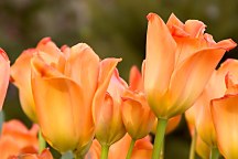 Obrazy kvety - Tulipány zs5418