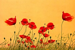 Obraz na stenu ZS - bez pomeru strán