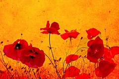 Obraz na stenu ZS - bez pomeru strán