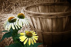 Obraz na stenu ZS - bez pomeru strán