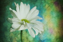 Obraz s kvetom zs6184