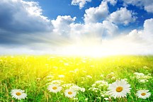 Obraz na stenu Lúka zs6201