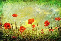 Obraz na stenu ZS - bez pomeru strán