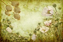 Obraz na stenu ZS - bez pomeru strán