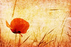 Obraz na stenu ZS - bez pomeru strán