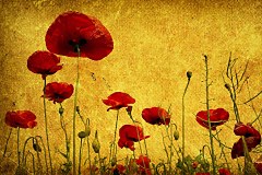 Obraz na stenu ZS - bez pomeru strán