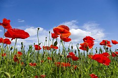 Obraz na stenu ZS - bez pomeru strán