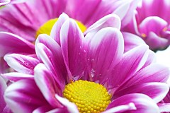 Obraz na stenu ZS - bez pomeru strán