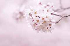 Obraz na stenu ZS - bez pomeru strán