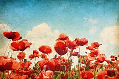 Obraz na stenu ZS - bez pomeru strán