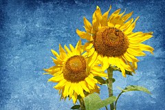 Obraz na stenu ZS - bez pomeru strán