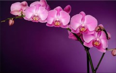 Obraz na stenu ZS - bez pomeru strán