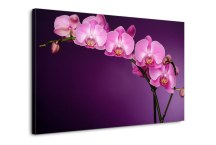 Obraz Orchidea Fialová zs85