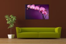 Obraz Orchidea Fialová zs85