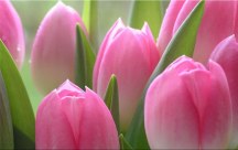 Obraz Tulipány zs86