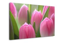 Obraz Tulipány zs86