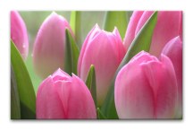 Obraz Tulipány zs86